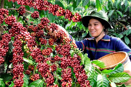  Giá cà phê hôm nay 4/5: Giá cà phê Tây Nguyên tăng 1.200 – 1.300 đồng