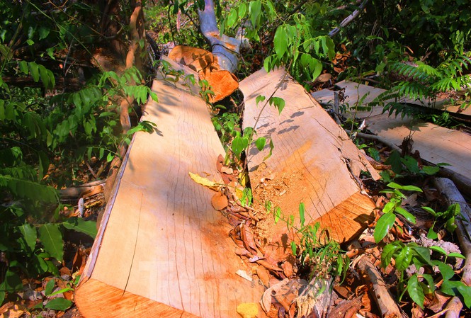  Bức tử rừng giáp ranh Gia Lai-Đắk Lắk: Điều tra, xử lý phá rừng Tây Nguyên