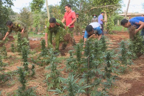 Đắk Lắk: Dối trá khó tin, chăm kỹ lưỡng nghìn cây cần sa cho gà ăn