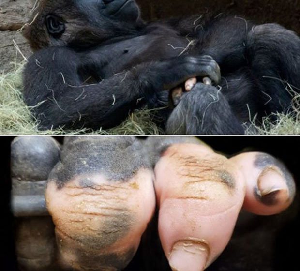  Những lần di truyền lỗi ở động vật cho ra kết quả cực hiếm thấy: Khỉ “tay người”, vịt “hoàng tộc”, chó bạch tạng