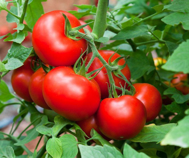 Cà chua là trái cây hay rau củ? Câu hỏi nhiều khi gây rất nhiều tranh cãi