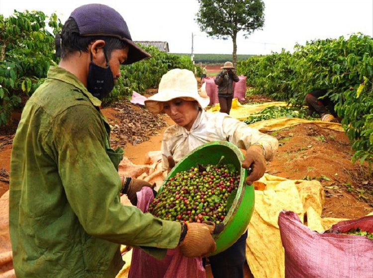 Nông dân Gia Lai thu hoạch cà phê