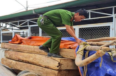 Đăk Lăk: Công an bắt lâm tặc, chủ rừng muốn giành công