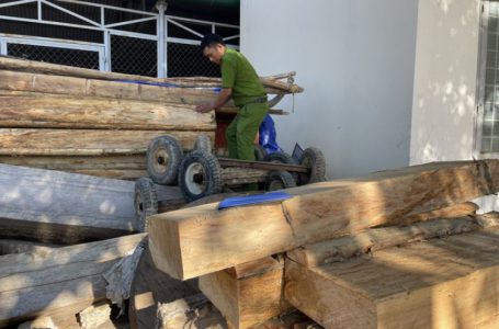 Vụ tàn phá hàng chục cây gỗ pơ mu quý hiếm tại huyện Krông Bông