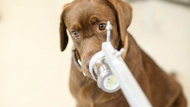  Tin vui Covid-19: Loài chó này đánh hơi chính xác virus trong mồ hôi nách người bệnh
