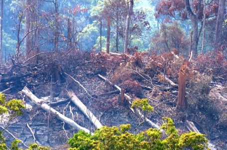 Một khoảnh rừng bị phá trái phép để lấy đất sản xuất ở huyện Krông Bông.
