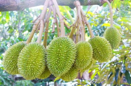 chăm sóc cây sầu riêng bằng phân hữu cơ