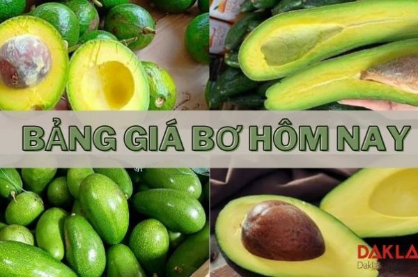 giá bơ hôm nay