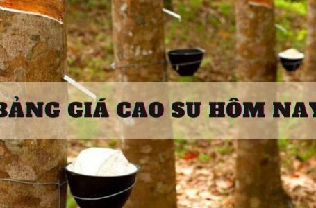 Bảng Giá Cao Su Hôm Nay Mới Nhất