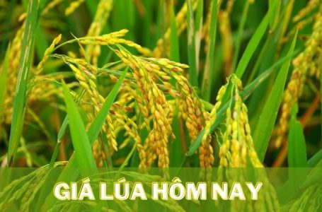 Giá lúa hôm nay