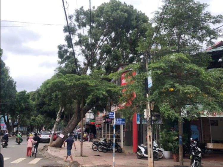  Buôn Ma Thuột: Cây xanh trên đường lớn bật gốc ngả vào nhà dân