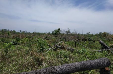 Hiện trường vụ phá 300 ha rừng tại Ea Súp