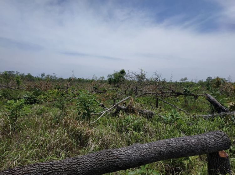  Phá hơn 300ha rừng tại Đắk Lắk, trách nhiệm thuộc về ai?