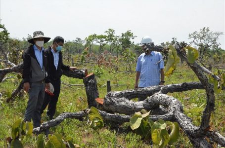 Hiện trường vụ phá rừng ở huyện vùng biên giới Ea Súp, tỉnh Đắk Lắk. Ảnh: T.X