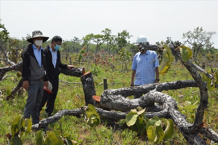  Lâm tặc phá gần 400ha rừng ở Đắk Lắk chỉ trong vòng hơn 15 ngày