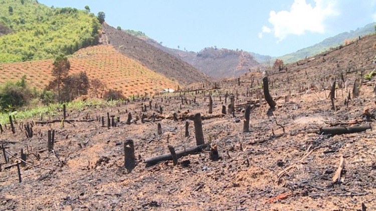 phá rừng tại đắk lắk