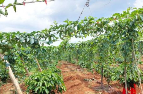 Hiện nay chanh leo được trồng xen trong các vườn cà phê, cao su, sầu riêng những năm đầu. Ảnh: Quang Yên.