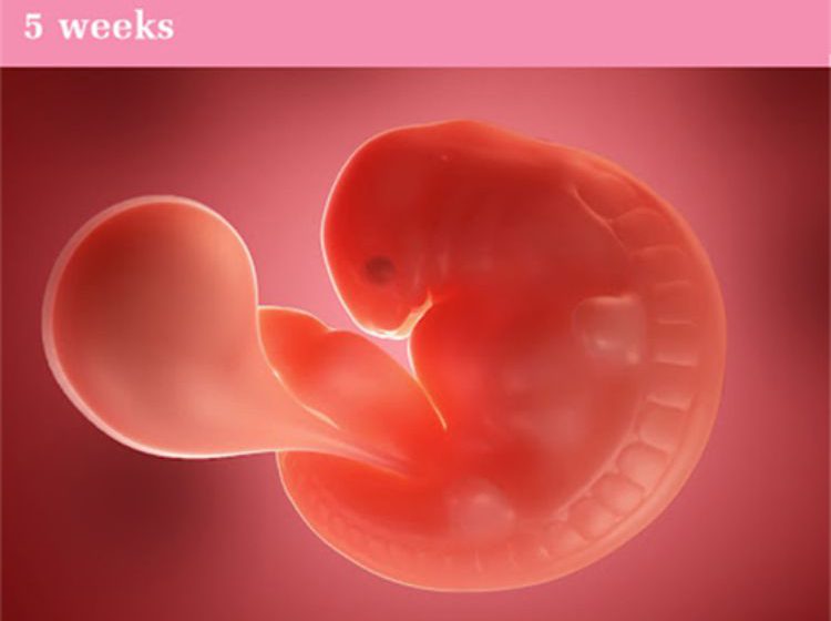  Tuần thai thứ 5: Giai đoạn hình thành não bộ của bé